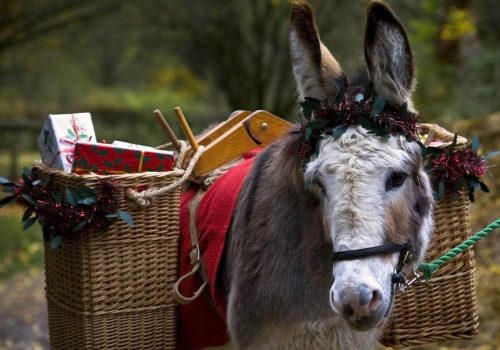 Dominick the donkey is financial reporting software, SOX, MAR.